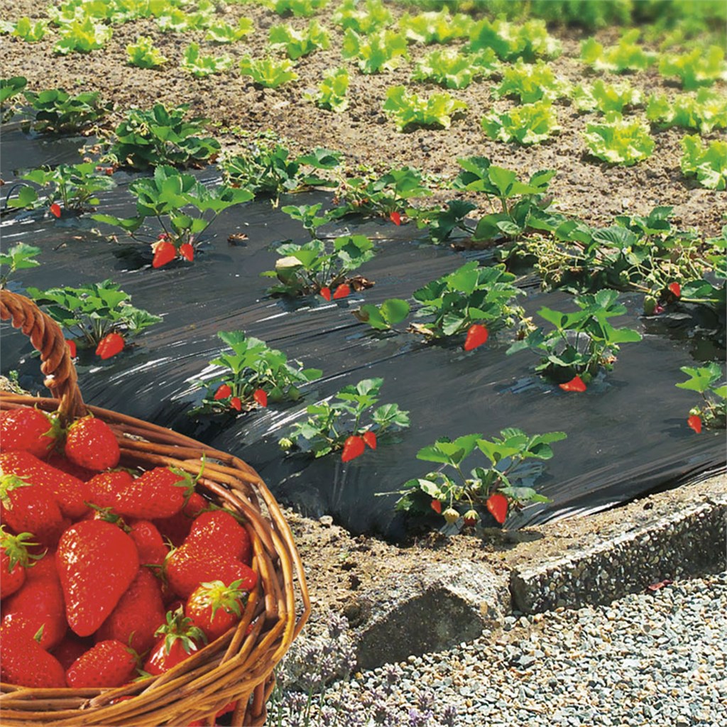 FILM PE NERO 0,05 FORATO FRAGOLE MT. 1.20 X 1300